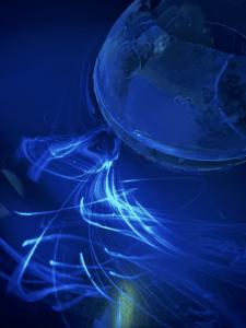 Fluorophore in the cooling bath